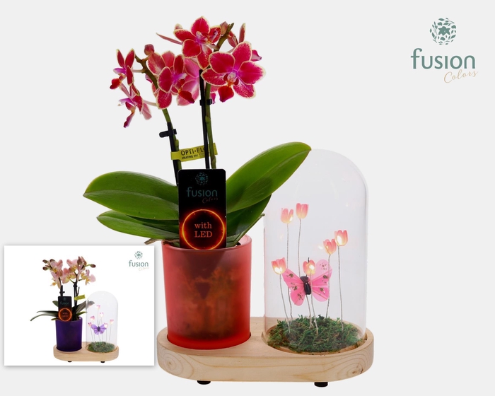 <h4>LED Lichtbal Vlinder Large houten planter met Phalaenopsis</h4>