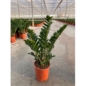 Zamioculcas 21 cm Compact