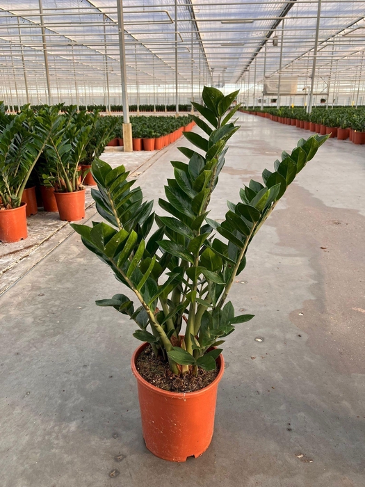 <h4>Zamioculcas 21 cm Compact</h4>