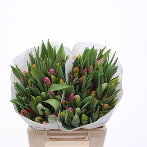 Tulipa En mix