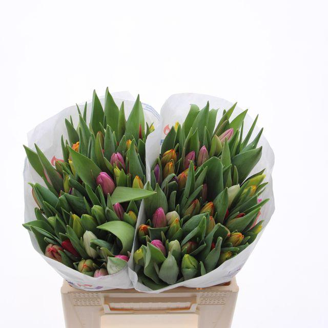 <h4>Tulipa En mix</h4>