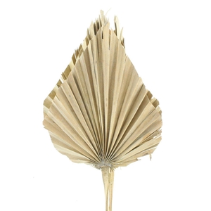 Dried Palm Spear X X L Natural