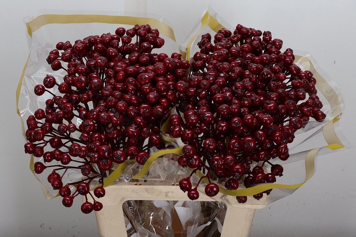 <h4>Snijgroen Snijbloemen Klb H</h4>