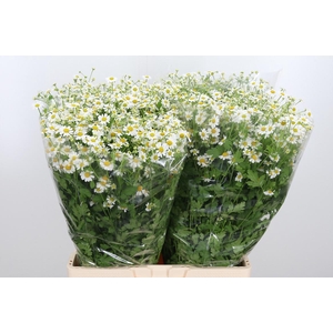 Tanacetum Pa Single Vegmo