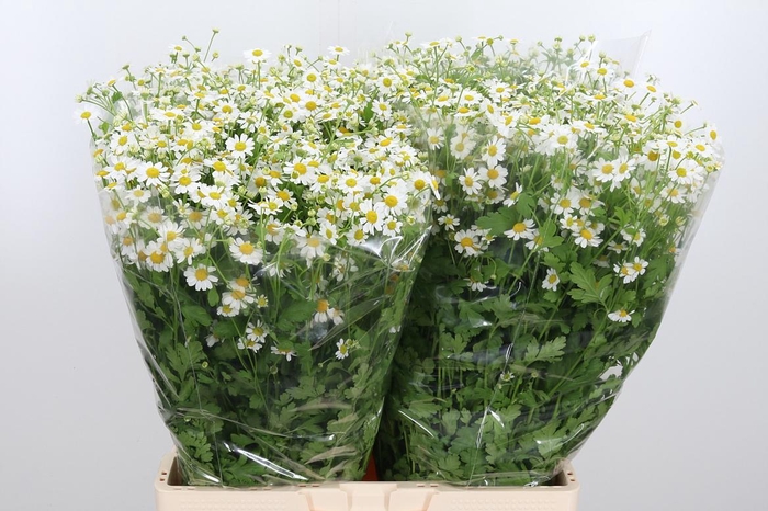 <h4>Tanacetum Pa Single Vegmo</h4>