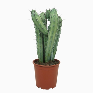 Cereus   ...
