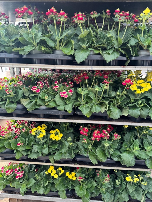 Calceolaria calynopsis gemengd