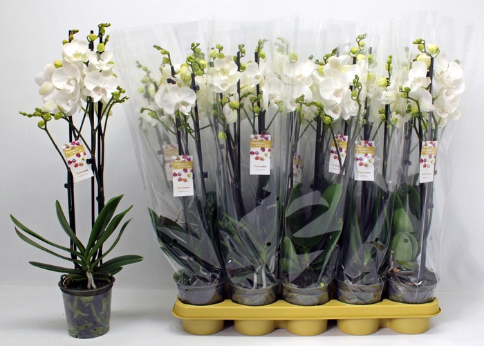 <h4>PHAL OV WIT</h4>