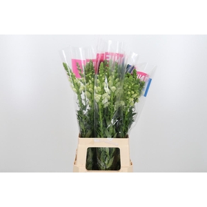 Antirrhinum Ma White