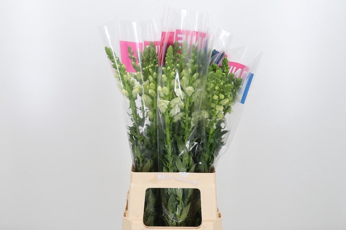<h4>Antirrhinum Ma White</h4>