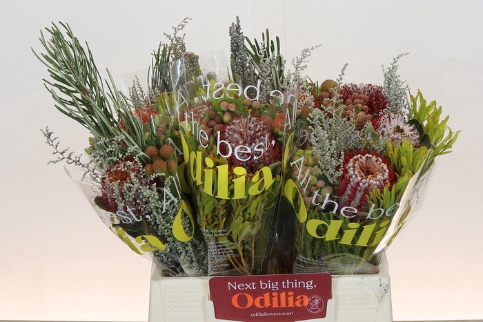 <h4>BQ Banksia Coccinea SFB</h4>