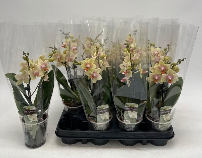 <h4>PHAL OV GEEL</h4>