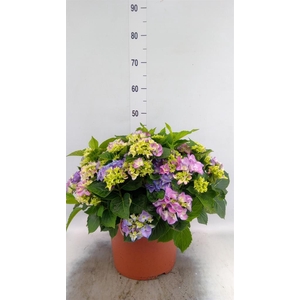Hydrangea mac. 'Early'