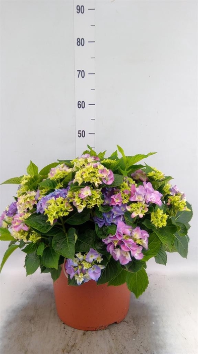 <h4>Hydrangea mac. 'Early'</h4>