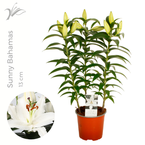 Lilium Sunny Bahamas 13 cm (or. lelie)