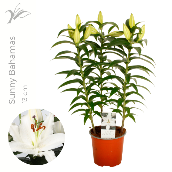 <h4>Lilium Sunny Bahamas 13 cm (or. lelie)</h4>