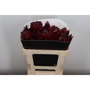 Protea Wx Bordeaux Barbi