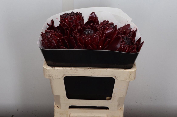 <h4>Protea Wx Bordeaux</h4>