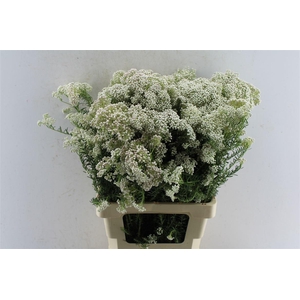 Ozothamnus White