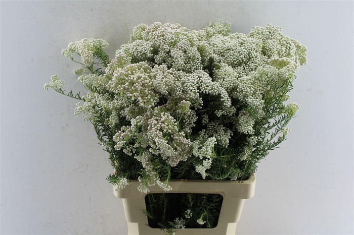 <h4>Ozothamnus White</h4>