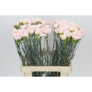 Dianthus St Maruchi