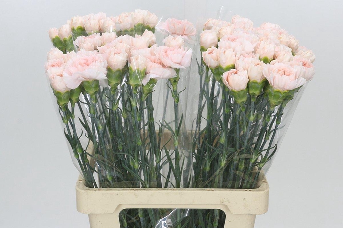 <h4>Dianthus St Maruchi</h4>