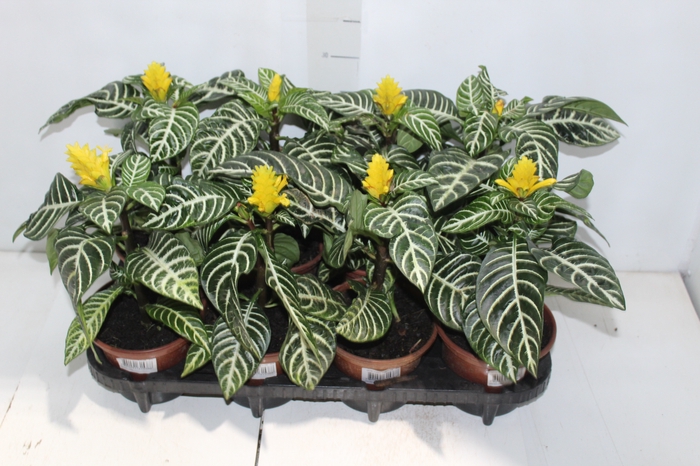 <h4>APHELANDRA COM FLOR P15 COM FLOR</h4>