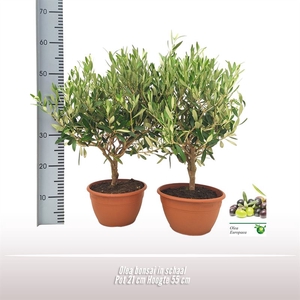 Olea Europaea Bonsai