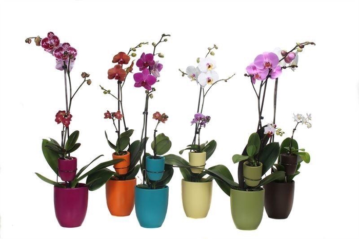 <h4>Hugo Paradise Mix Phal Mix 1T+ Tiny Dolls 1T</h4>