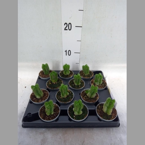 Crassula  'Buddha's Temple'