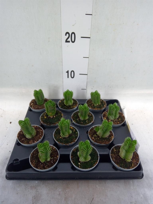 <h4>Crassula  'Buddha's Temple'</h4>