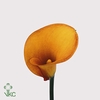 CALLA HOT SHOT