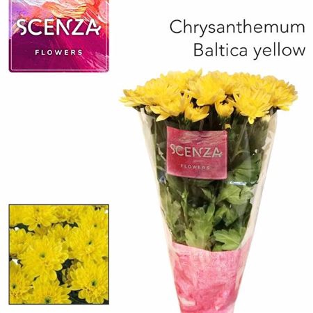 <h4>Chrysanthemum Indicum Grp tros kas Baltica Yellow</h4>