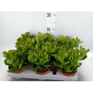 Crassula ovata