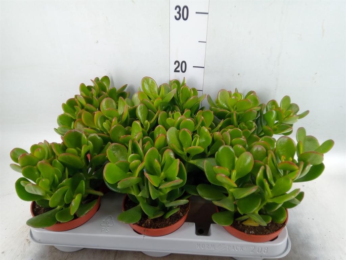 <h4>Crassula ovata</h4>