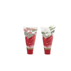 Anthurium Red & White mix in Couture Christmas sleeve