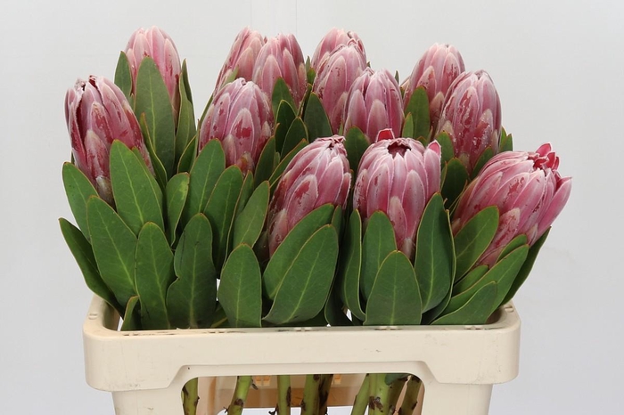 <h4>Protea Carnival</h4>