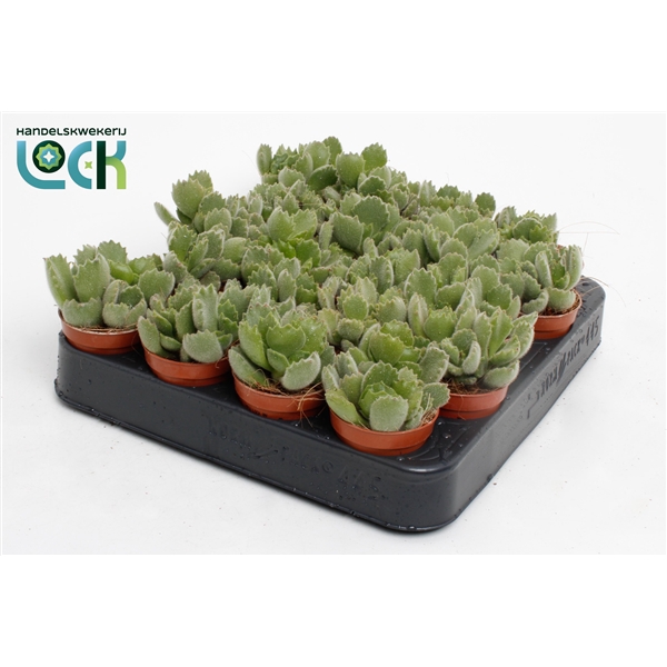 <h4>Cotyledon Ladysmithiensis</h4>