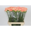 Dianthus St Goopy Geer