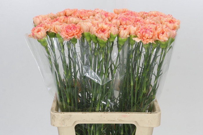 Dianthus St Goopy Geer