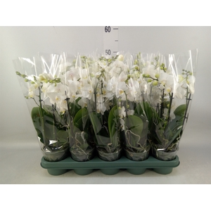 Phalaenopsis multi.   ...white