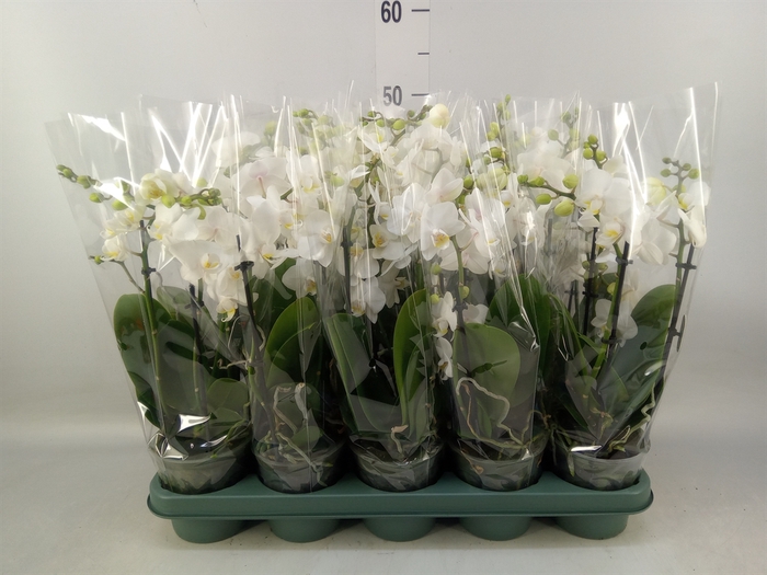 <h4>Phalaenopsis multi.   ...white</h4>