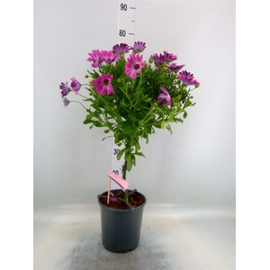 Osteospermum   ...mix