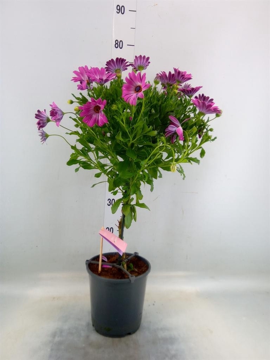 <h4>Osteospermum   ...mix</h4>