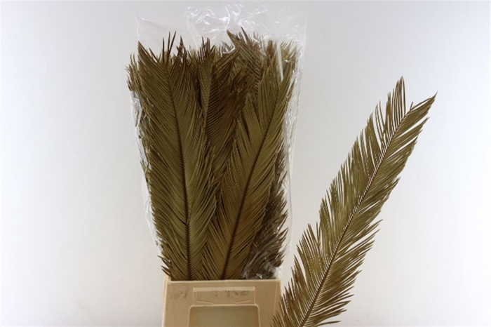 <h4>Droog Cycas</h4>