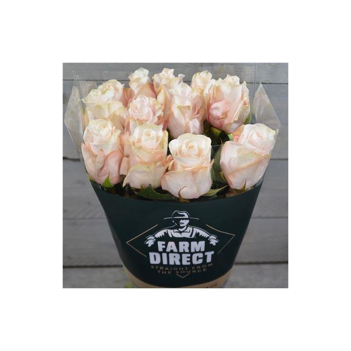 <h4>R Gr Pomarosa</h4>