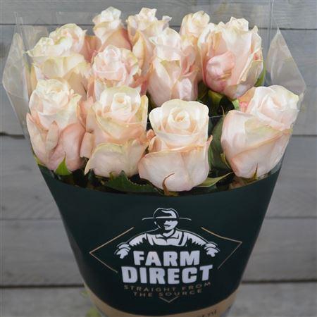 <h4>R Gr Pomarosa</h4>