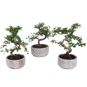 Bonsai Indoor Mix Ø14cm S-Shape in Ø16cm Rustic Bowl
