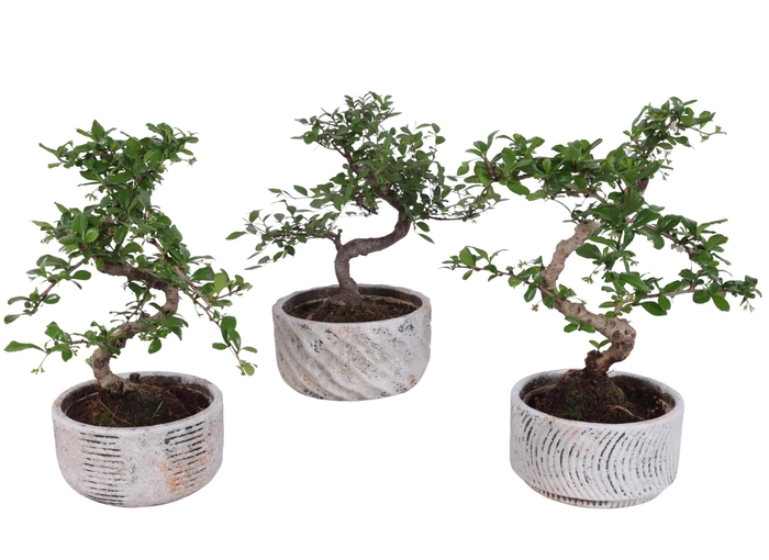 <h4>Bonsai Indoor Mix Ø14cm S-Shape in Ø16cm Rustic Bowl</h4>