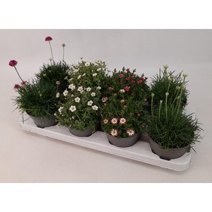Vaste Planten mix 12 cm